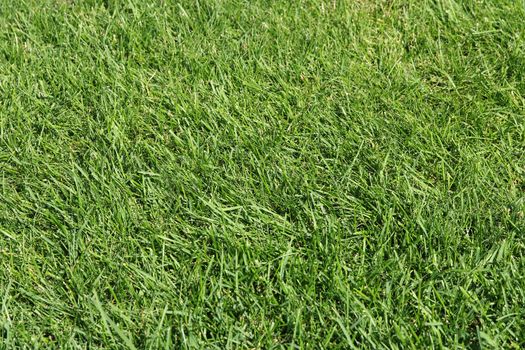 Green grass texture for background