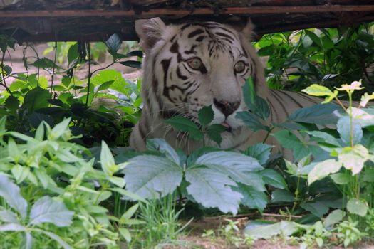 White tiger in the grass stalking prey