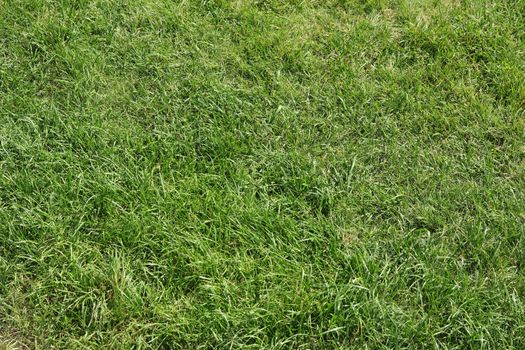 Green grass texture for background