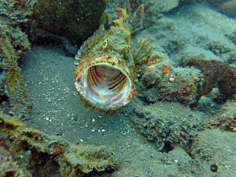 Thriving coral reef alive with marine life and shoals of fish, Bali.