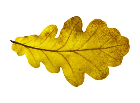 Oak closeup leaf isolated on white background.