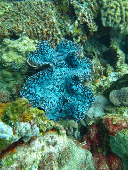 Thriving coral reef alive with marine life and shoals of fish, Bali.