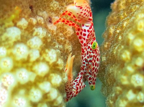 Thriving coral reef alive with marine life and shoals of fish, Bali.