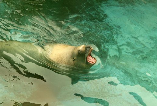 Large sea lion swimming in the sea