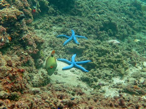 Thriving coral reef alive with marine life and shoals of fish, Bali.