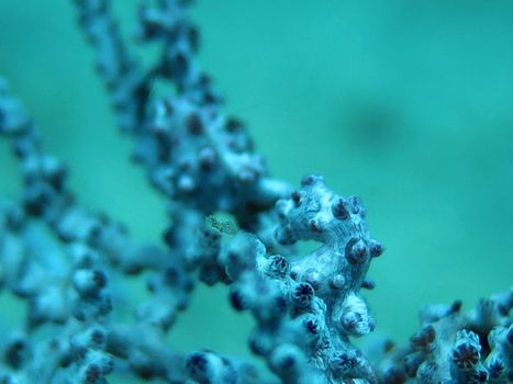 Bargibanti Pygmy Seahorse the smallest in the world in Bali