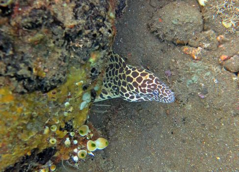 Giant spotted moray hiding amongst coral reef on the ocean floor, Bali.