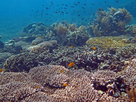 Thriving coral reef alive with marine life and shoals of fish, Bali.