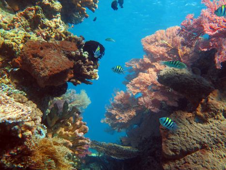 Thriving coral reef alive with marine life and shoals of fish, Bali.