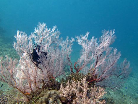 Thriving coral reef alive with marine life and shoals of fish, Bali.