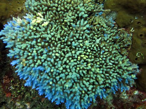 Thriving coral reef alive with marine life and shoals of fish, Bali.