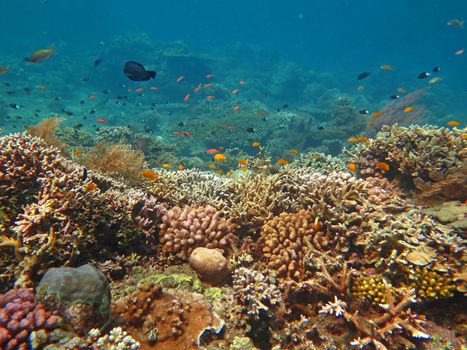 Thriving coral reef alive with marine life and shoals of fish, Bali.