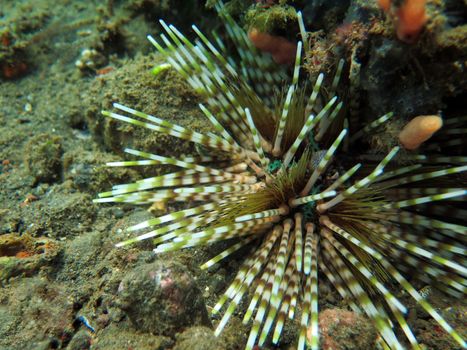 Thriving coral reef alive with marine life and shoals of fish, Bali.