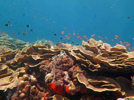 Thriving coral reef alive with marine life and shoals of fish, Bali.