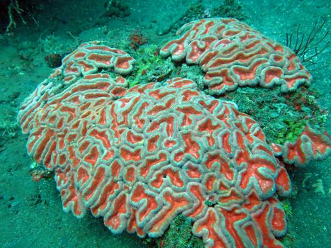 Thriving coral reef alive with marine life and shoals of fish, Bali.