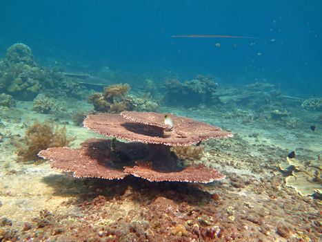 Thriving coral reef alive with marine life and shoals of fish, Bali.