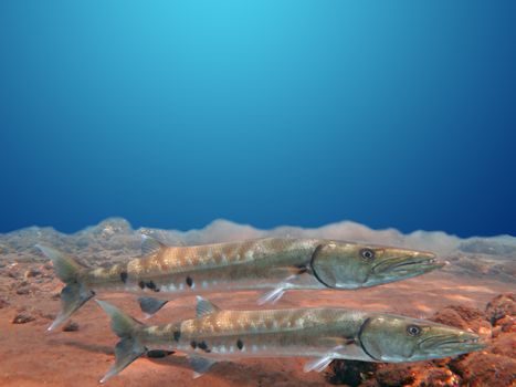 Great Barracuda fish in ocean Bali