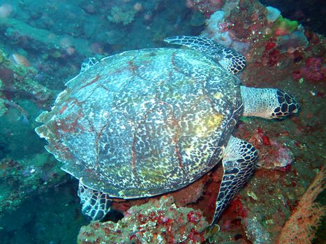 Hawksbill sea turtle current on coral reef island, Bali.