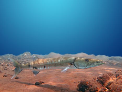 Great Barracuda fish in ocean Bali