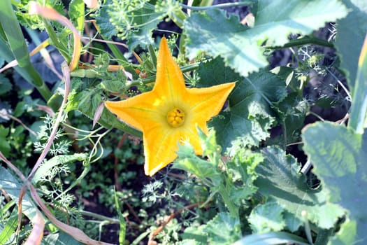 close up Flower of a pumpkin, pumpkin flower