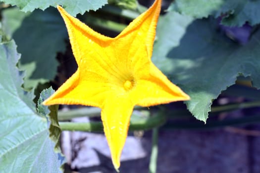 close up Flower of a pumpkin, pumpkin flower