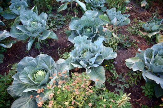 Matures cabbage in the garden. Large leaves of cabbage