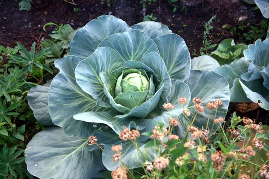 Matures cabbage in the garden. Large leaves of cabbage