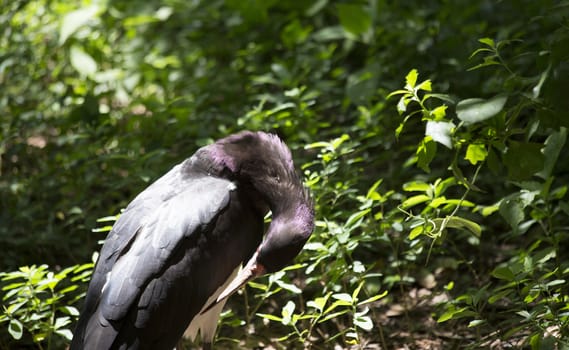 Abdim's stork (Ciconia abdimii) grooming