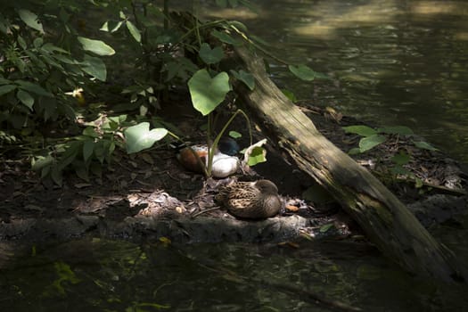 American widgeon ducks (Anas americana)