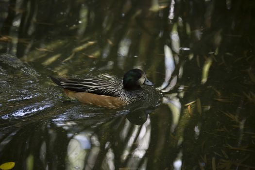 American widgeon duck (Anas americana) swimming