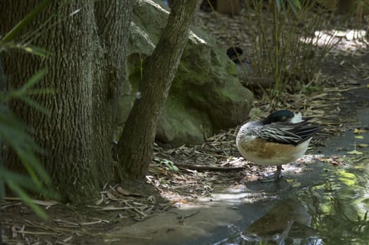 American widgeon duck  (Anas americana) on pond bank