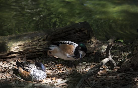 American widgeon ducks (Anas americana)