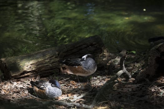 American widgeon ducks (Anas americana)