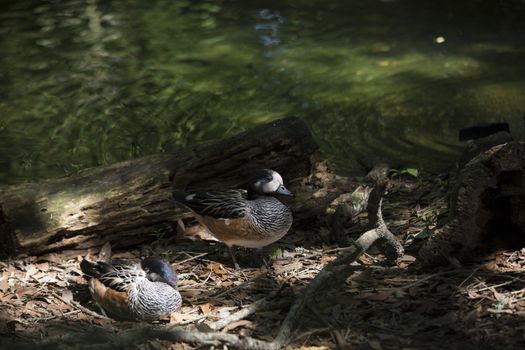 American widgeon ducks (Anas americana)