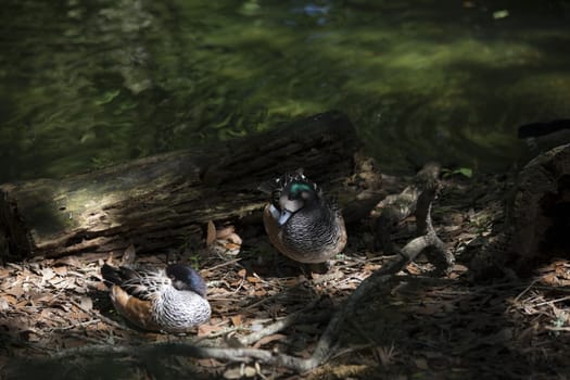 American widgeon ducks (Anas americana)