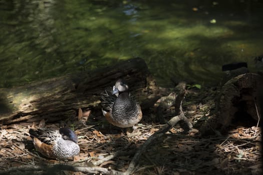 American widgeon ducks (Anas americana)