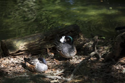 American widgeon ducks (Anas americana)