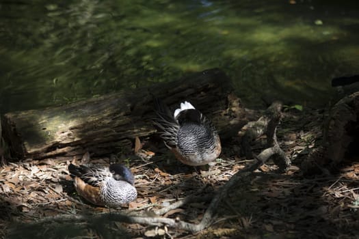 American widgeon ducks (Anas americana)