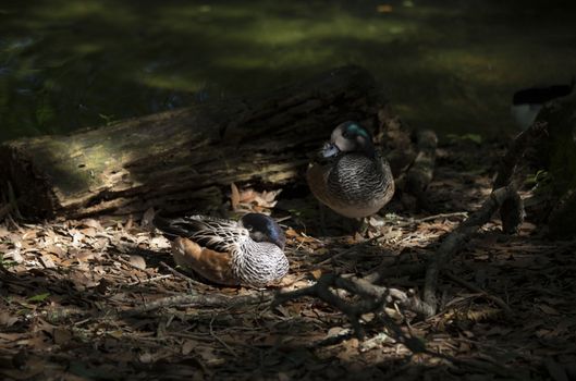 American widgeon ducks (Anas americana)