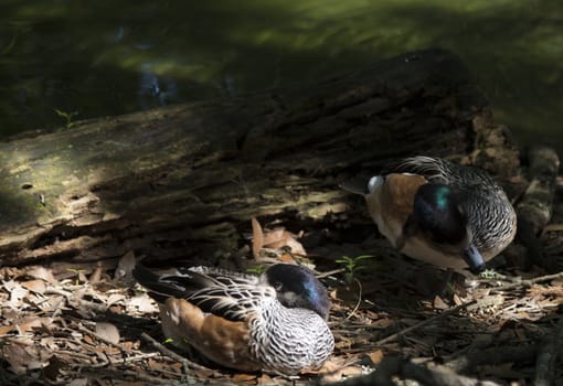 American widgeon duck  (Anas americana) resting