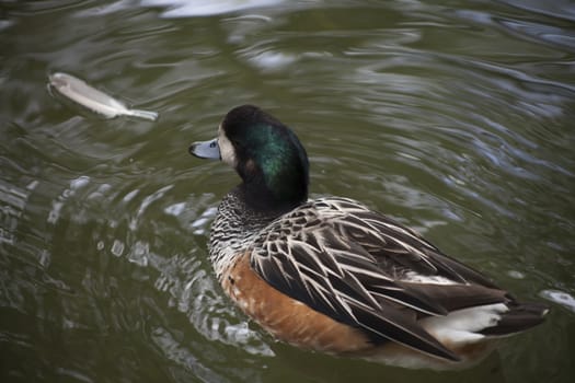 American widgeon duck (Anas americana) swimming