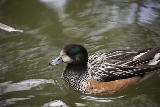 American widgeon duck (Anas americana) swimming