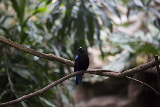 Asian fairy bluebird (Irena puella)