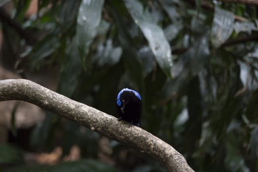 Asian fairy bluebird (Irena puella) grooming