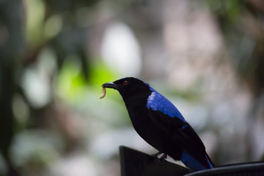 Asian fairy bluebird (Irena puella) eating