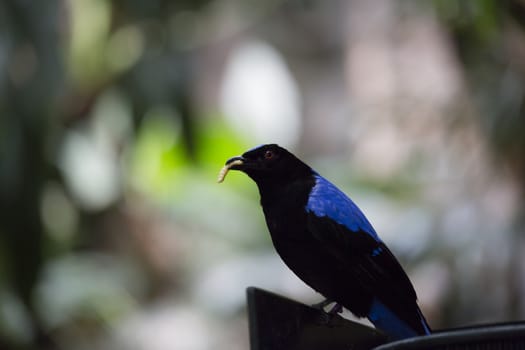 Asian fairy bluebird (Irena puella) eating