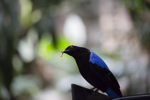 Asian fairy bluebird (Irena puella) eating