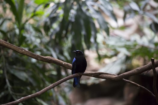 Asian fairy bluebird (Irena puella)