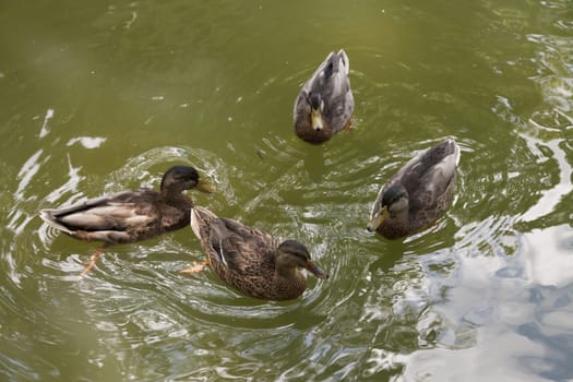 American black duck hens (Anas rubripes) diving for food