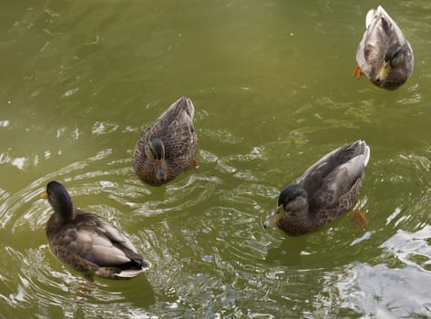 American black duck hens (Anas rubripes) diving for food